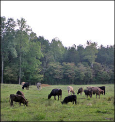 Bagley Farms pasture photo