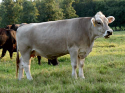 A polled Silver Bullet 5549 daughter.