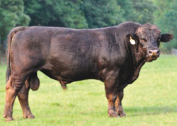 POWER STAR 14T (PB61080)  Black and Polled
