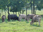 bagley farms pasture photo
